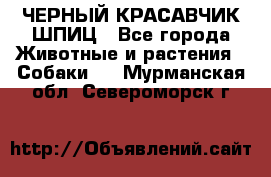 ЧЕРНЫЙ КРАСАВЧИК ШПИЦ - Все города Животные и растения » Собаки   . Мурманская обл.,Североморск г.